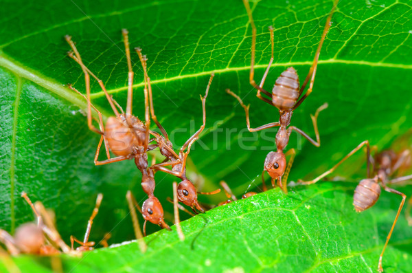 Hormigas verde edificio nido Tailandia Foto stock © Yongkiet