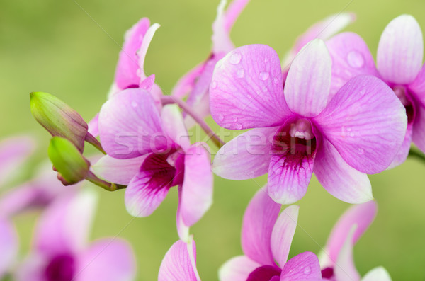 Orchidea fehér rózsaszín csíkok Thaiföld csepp Stock fotó © Yongkiet
