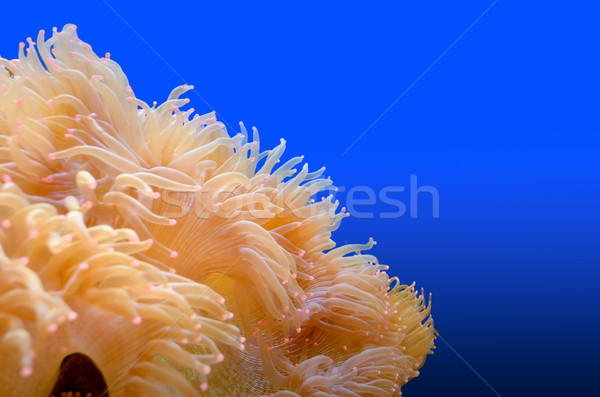 Organisme mer blanche rose pointe bleu Photo stock © Yongkiet