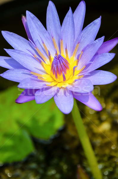 Purple Lotus flower ( Nymphaea Nouchali ) Stock photo © Yongkiet