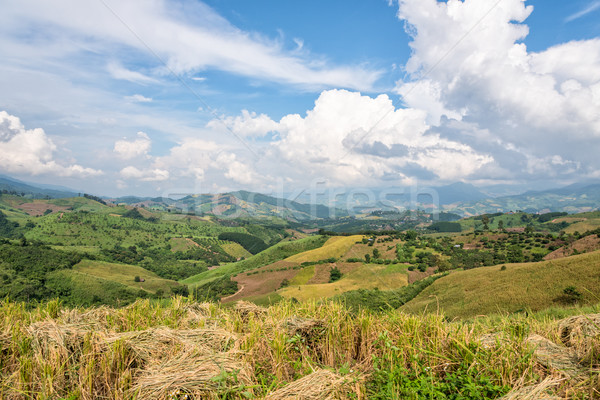 Ackerland nördlich Thailand schönen Landschaft Reis Stock foto © Yongkiet