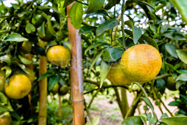 Ripe orange fruit on the tree Stock photo © Yongkiet