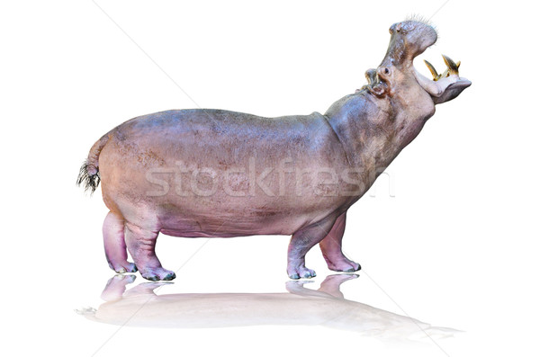 Isolado branco hipopótamo em pé boca aberta comida Foto stock © Yongkiet