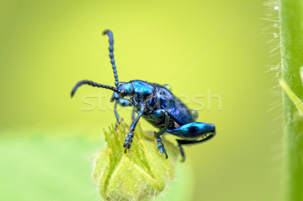 Besouro brilhante metálico azul grama Foto stock © Yongkiet