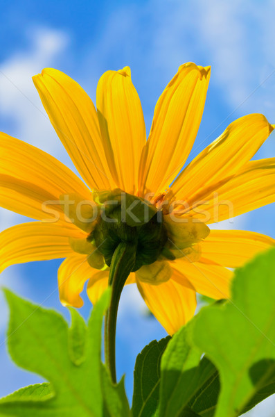 Mexican słonecznika chwastów kwiaty jasne Zdjęcia stock © Yongkiet