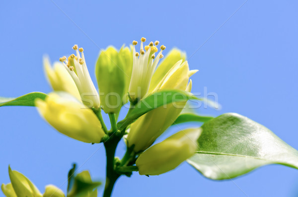 White flowers of Murraya paniculata Stock photo © Yongkiet