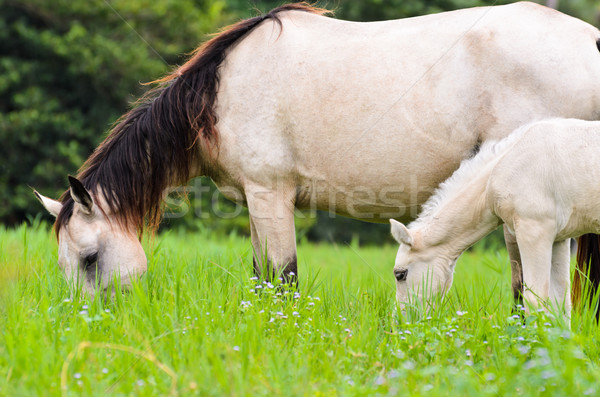 Stock photo: Black white Horse mare and foal in grass
