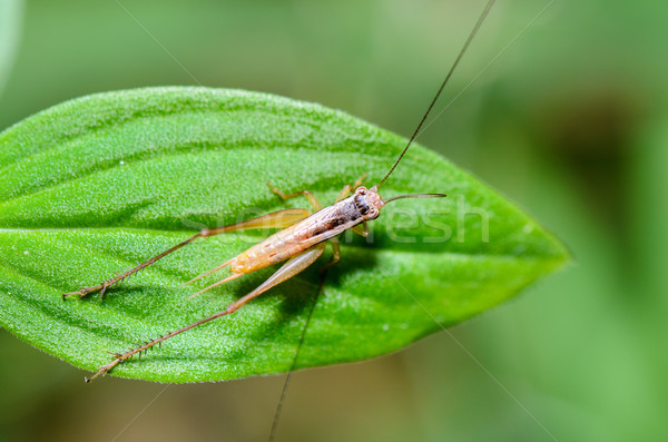 Bruin cricket insect omhoog top Stockfoto © Yongkiet