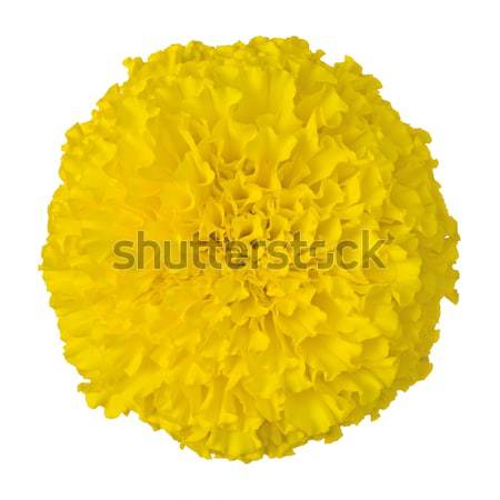 Yellow Marigold flower isolated on white Stock photo © Yongkiet