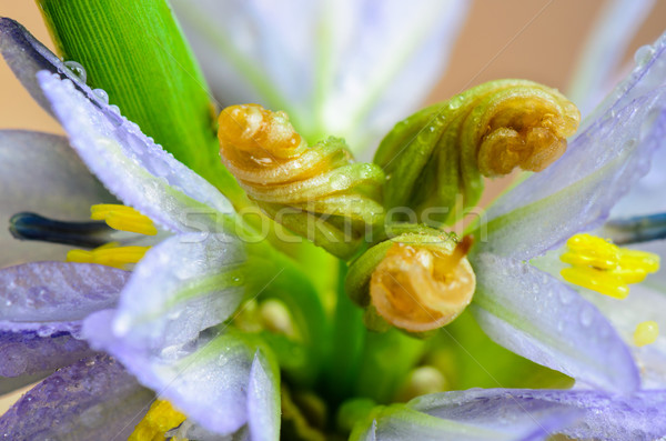 çiy çiçek su doğa Stok fotoğraf © Yongkiet