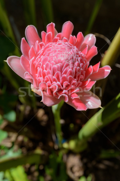Сток-фото: факел · имбирь · розовый · цветы · растений