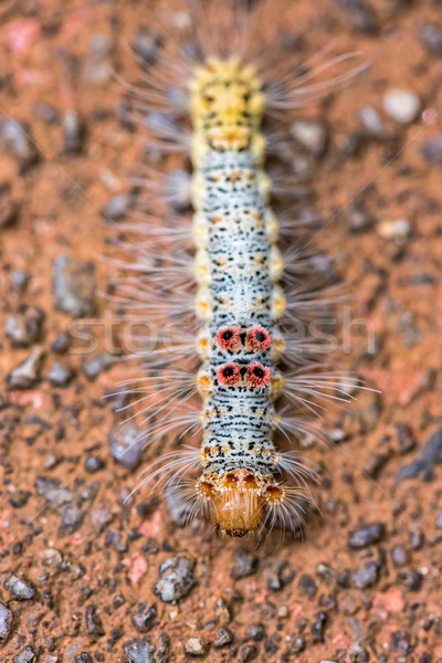 Caterpillar on the ground Stock photo © Yongkiet