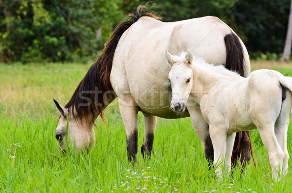 Cavallo bianco mare puledro erba campo Thailandia Foto d'archivio © Yongkiet