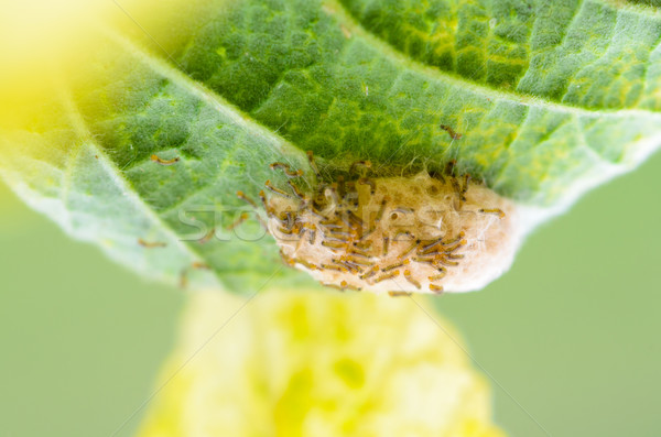 Caterpillars in the nest Stock photo © Yongkiet