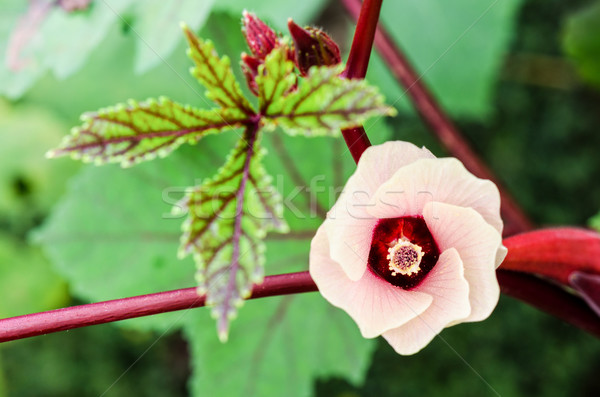Сток-фото: Ямайка · цветок · розовый · цветок · Blossom · дерево · гибискуса
