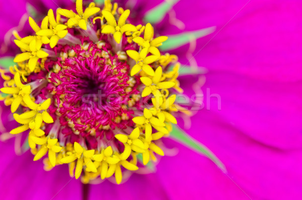 Macro yellow carpel on pink petals Stock photo © Yongkiet