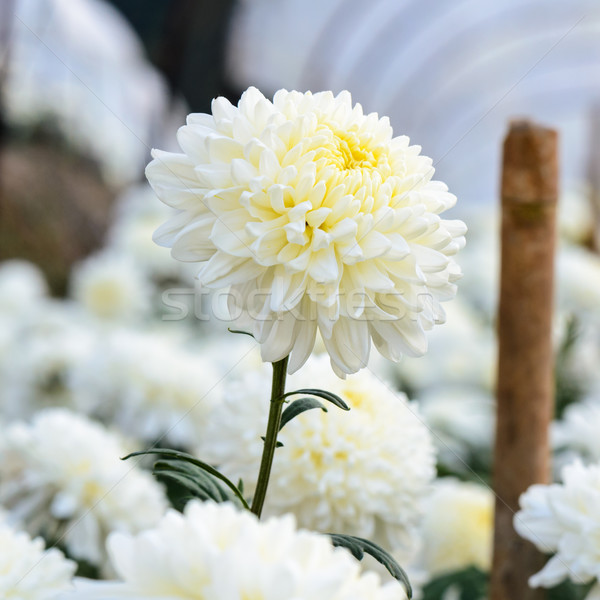 Branco crisântemo flores jardim montanha luz Foto stock © Yongkiet
