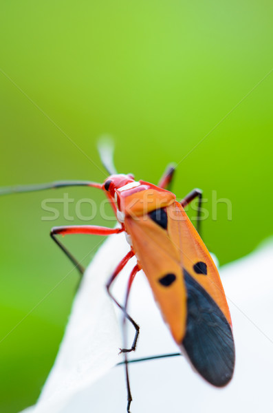 Rood katoen bug witte blad Stockfoto © Yongkiet