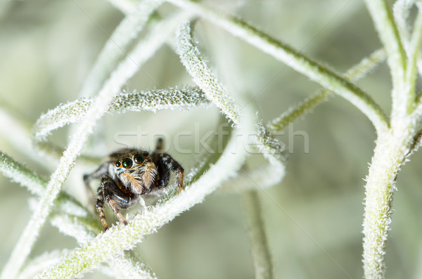 Stock photo: Jumping spider hiding in aerial roots of Spanish moss
