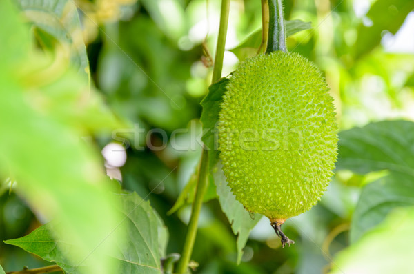 Stock fotó: Zöld · gyümölcs · tavasz · keserű · uborka · fa