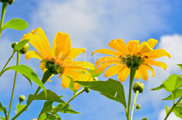 Mexican Sunflower Weed, Flowers are bright yellow Stock photo © Yongkiet