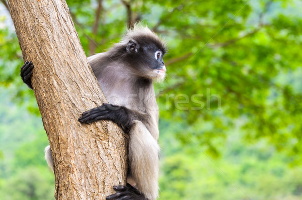 Dusky leaf monkey or Trachypithecus obscurus on tree Stock photo © Yongkiet