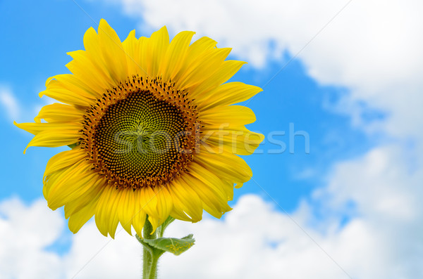 Zonnebloem hemel gele bloem veld blauwe hemel Stockfoto © Yongkiet