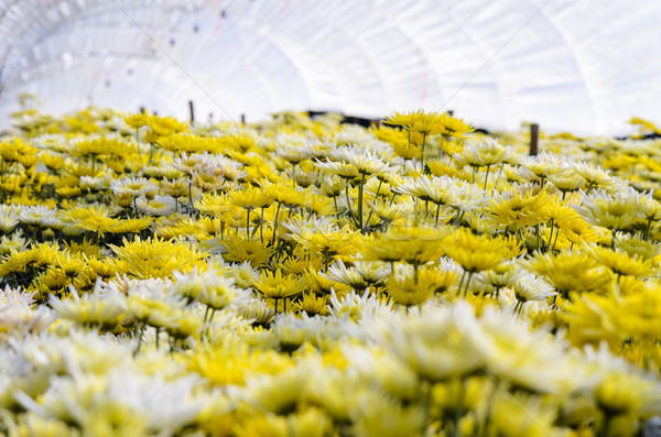 Chryzantema kwiaty gospodarstwa górskich charakter liści Zdjęcia stock © Yongkiet