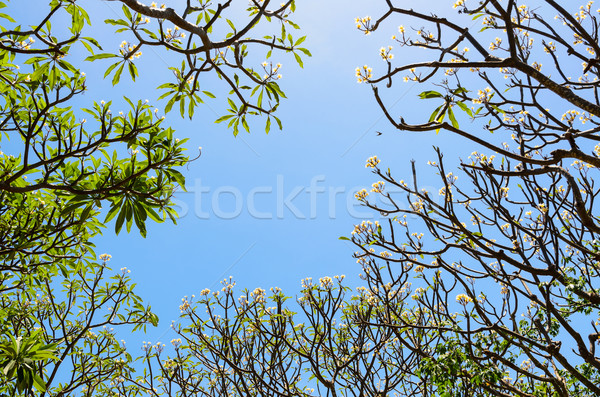 Frangipani ( Plumeria ) trees are blossom Stock photo © Yongkiet