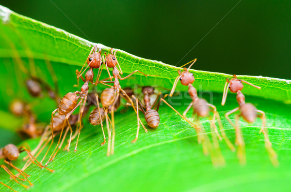 Hormigas verde edificio nido Tailandia Foto stock © Yongkiet