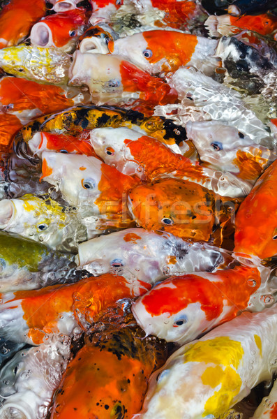 Stockfoto: Kleurrijk · veel · koi · karper · samen