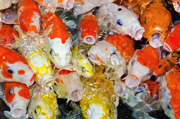 Colorful many Koi Carp Stock photo © Yongkiet