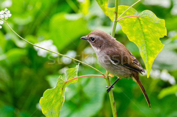 Grey Bushchat bird (female) Stock photo © Yongkiet