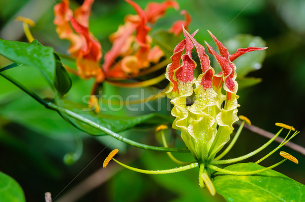 Gloriosa Superba or Climbing Lily flower Stock photo © Yongkiet