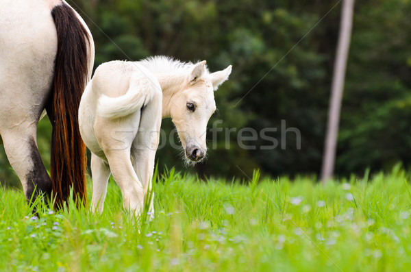 Fehér ló csikó zöld fű néz gyanú testtartás Stock fotó © Yongkiet