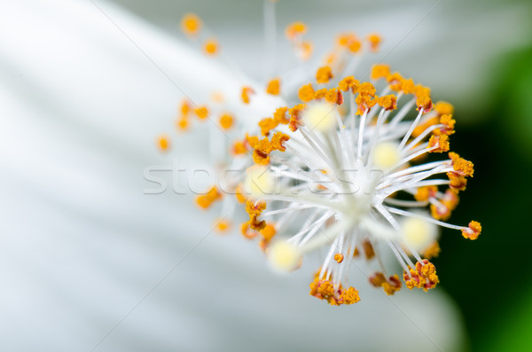 Carpel of the white Hibiscus flowers Stock photo © Yongkiet