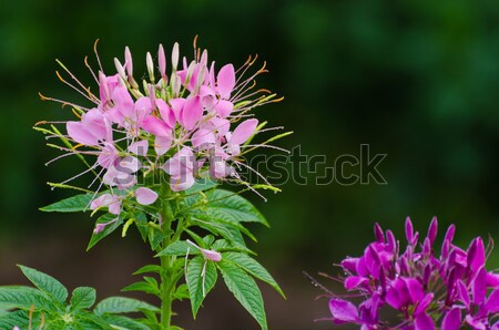 [[stock_photo]]: Fleurs · chèvre · weed · faible · bleu · vert