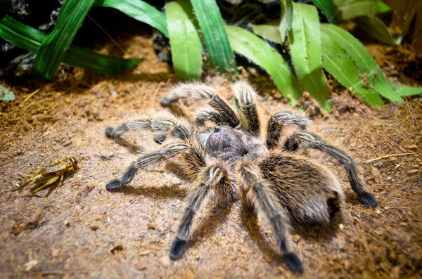 Tarantula mare păianjen construi capcana aşteptare Imagine de stoc © Yongkiet