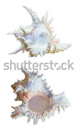 Shell of Chicoreus Ramosus, Ramose Murex Stock photo © Yongkiet