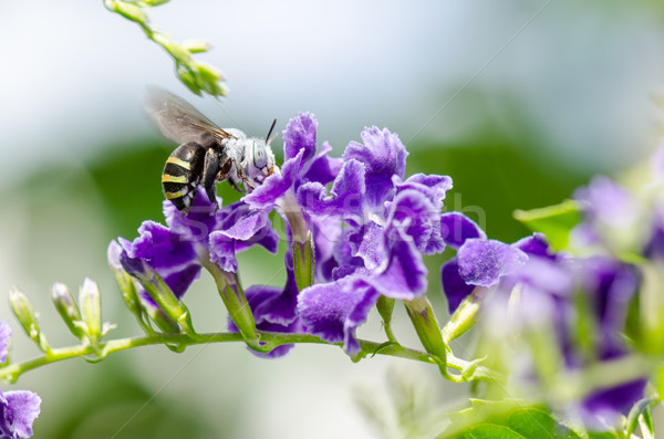 White-Banded Digger Bee (Amegilla quadrifasciata) Stock photo © Yongkiet