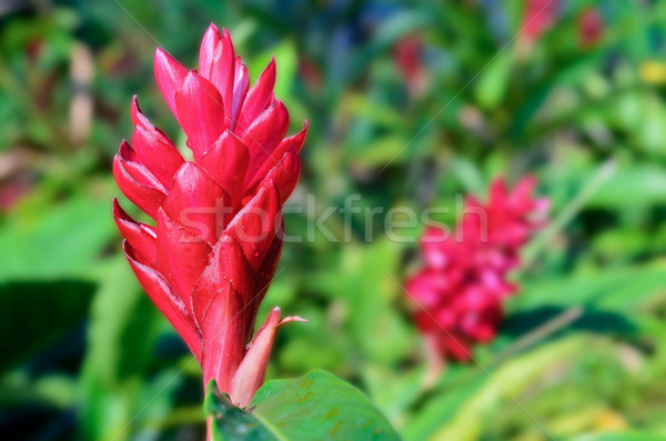 Alpinia, Red Ginger flower Stock photo © Yongkiet