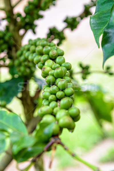 Stock photo: Green coffee berry