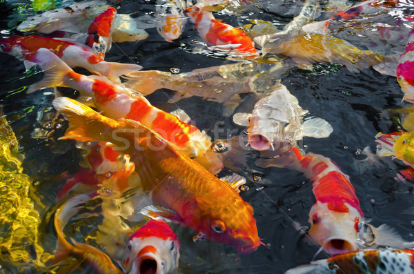 Colorful many Koi Carp Stock photo © Yongkiet