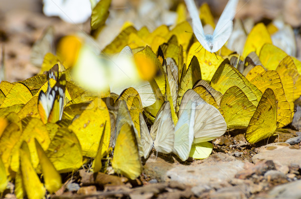 Stok fotoğraf: Büyük · bir · grup · kelebek · zemin · çim · sarı