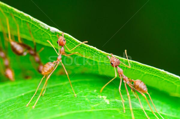 Hormigas verde edificio nido Tailandia Foto stock © Yongkiet