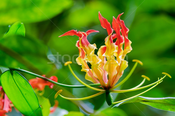 Gloriosa Superba or Climbing Lily flower Stock photo © Yongkiet