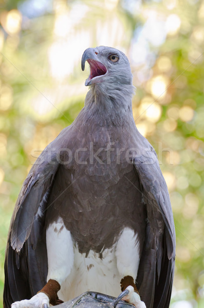 Lesser Fish Eagle ( Ichthyophaga humili ) Stock photo © Yongkiet