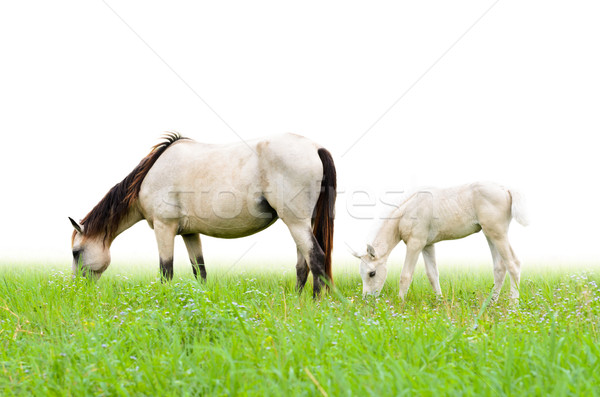 Horse mare and foal in grass on white background Stock photo © Yongkiet
