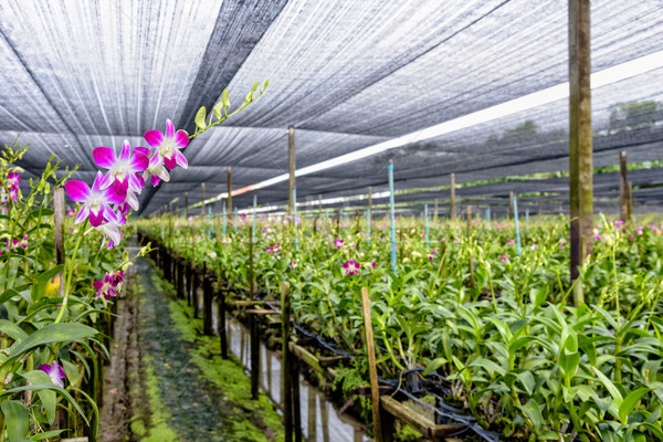 Dendrobium orchid farm Stock photo © Yongkiet