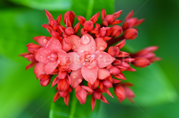 Piros virág nyugat indiai normális Thaiföld Stock fotó © Yongkiet